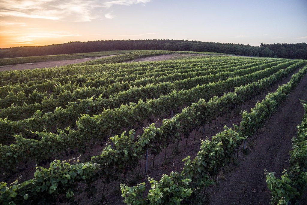 Widok z drona na winnice w Zaborze k. Zielonej Góry